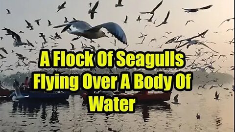 Thousands Of Seagull Flying Over A Body Of Water