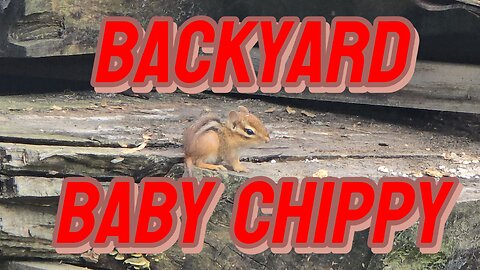 Cute Baby Chipmunk Goes On An Adorable Adventure!