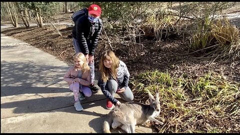 We Pet a 'Roo at The Nashville Zoo🦘