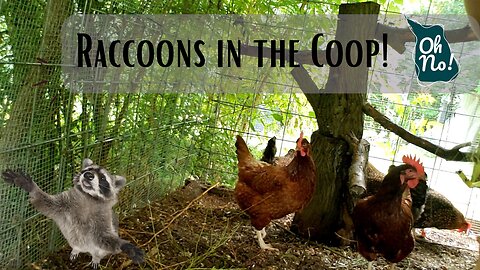 Raccoons in the Chicken Coop | Unwelcome Visitors