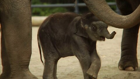 sick baby elephant Khun chai playing with a toy cushion