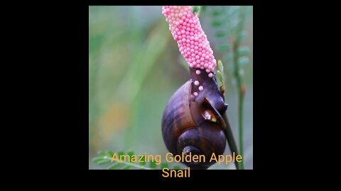 Amazing Golden Apple Snails🐌