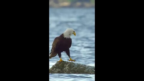 Eagle Attitude