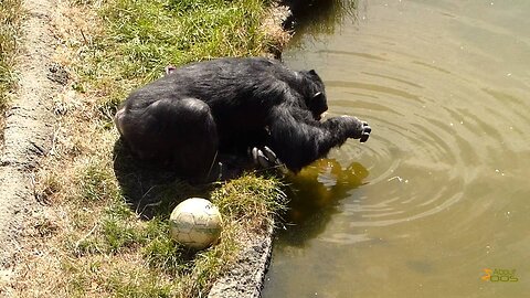 Well-mannered chimpanzee at Wellington Zoo