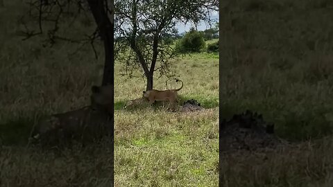 Lion mating ceremony at #serengeti national park #Tanzania