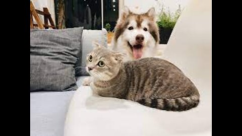 #funniest cats and dogs 2022.