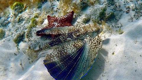 Flying Gurnard