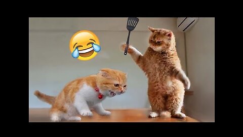 Best Funny Animal Videos of the year (2023), funniest animals ever. relax with cute animals video