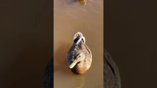 Close up with some ducks