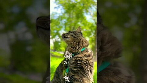 Noodle plays on a fallen tree! 🥹 #shorts#cats#entertainment