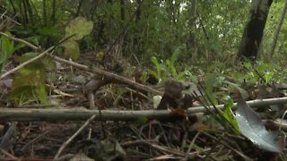 Chautauqua County Sheriff's Deputies search area where remains were found