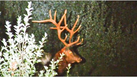 PA Elk Rut 2023 - Part 5: 25 yards from a 7x7 Record Class Bull