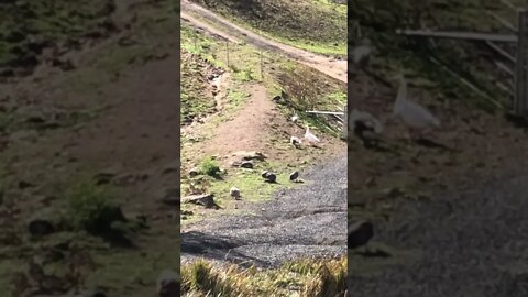 Free range guinea fowl and geese