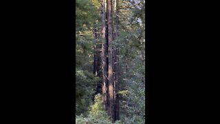 4 Redwoods Living Together