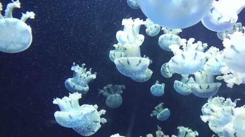 Many Jellyfish Swim Underwater