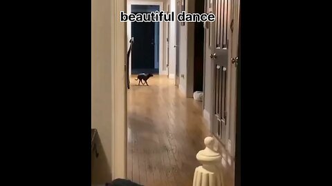 beautiful dance little dog 🐕