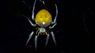 Amazon night hikers meet fascinating and terrifying creatures