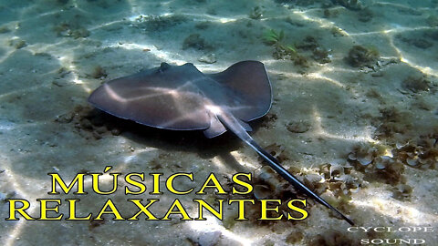 Sementes Diárias Músicas Relaxantes