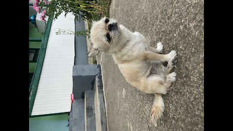 Dog meeting caterpillar