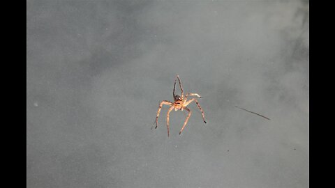 This "Jesus spider" as we named it attacked us on the surface of the ocean!