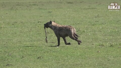 Spotted Hyenas Of The Mara | Zebra Plains