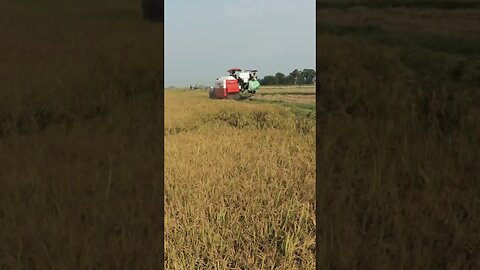 Harvesting rice 🌾