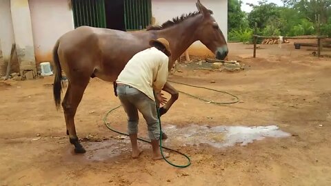 Burro Dengoso Tomando Banho sem Cabresto