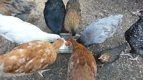 Chickens enjoy a meatloaf dinner.