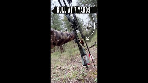 Arrow RELEASED At 7 YARDS?! (Bull Down!)