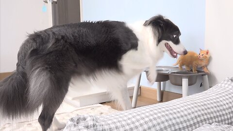 Border Collie Shocked by Rescued Tiny Kitten Stealing Her Food