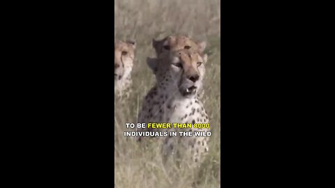 cheetah the fastest animal on earth