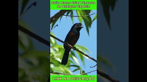 CURIÓ Cantando [Sporophila Angolensis] #shorts