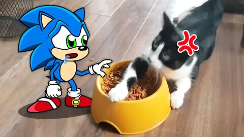 Sonic, Don t Touch My Food ! Cats Don t Want to Share Food 😾🐶 Sonic in Real Life Funniest Cats