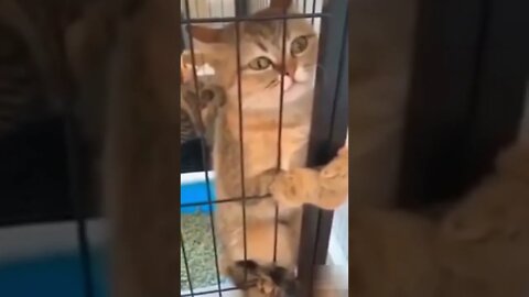 Innocent cat wants to come out #shorts #cat