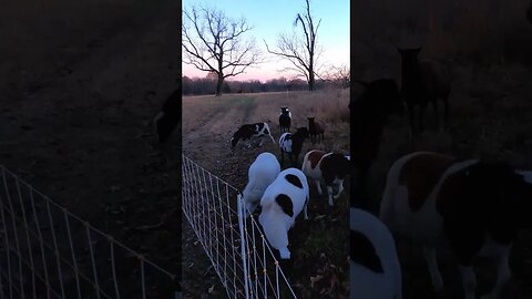 Beautiful evening on an Ozarks sheep ranch. #adaptivegrazing #funnyanimals