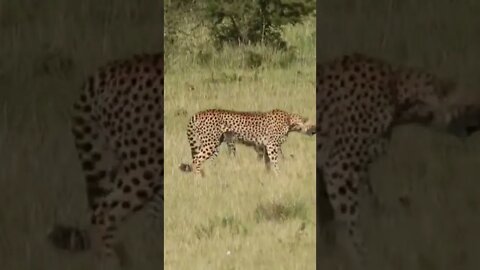 Wildlife Sightings Today 29/03/22 (Lions, Leopard, etc) | Lalashe Maasai Mara | #shorts