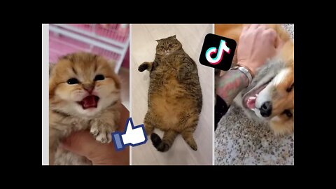 Animals on TikTok Compilation | cute |pets | compilations | LeylsTiktoks ☁️