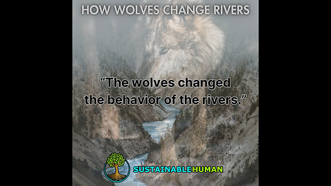 How Wolves Change Rivers | George Monbiot