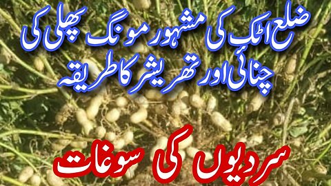 Peanuts Harvesting in Pakistan