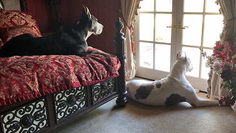 Talking Lazy Great Dane Watch Dogs