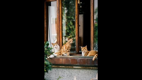 Le bonheur des animaux