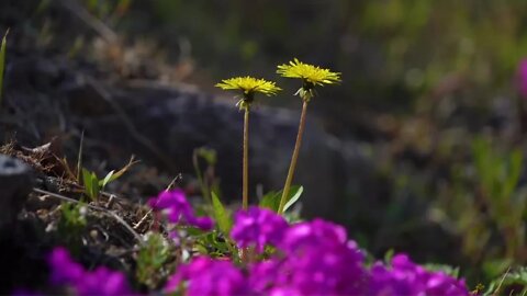 Beautiful Flowers Spring, Relaxing Music, #Spring