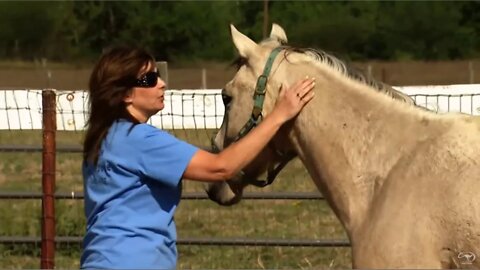 Reviewing Clinton Anderson Saving Sailor The Bucking Horse - 1 of 6