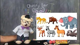 Learn about Mammals with Chumsky Bear | Animals | Kinder Surprise Open | Educational Videos for Kids