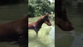 Doberman Fishing