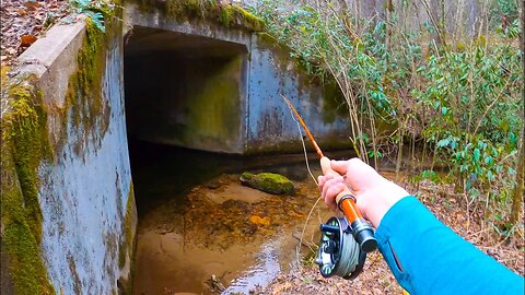 Fishing Small Creeks for Brook Trout and Brown Trout (South Carolina)