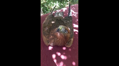 Wow, the voice of this female eagle is so beautiful🎶🎤❤️🦅