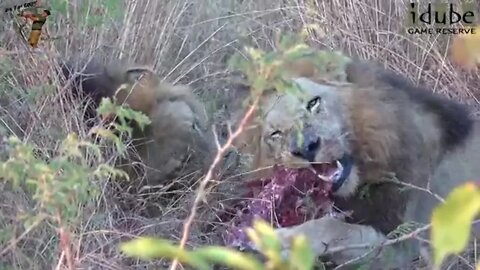 Daughters Of The Mapogo Lions - Rebuilding The Othawa Pride - 86: Last Meal Of The Male Sub