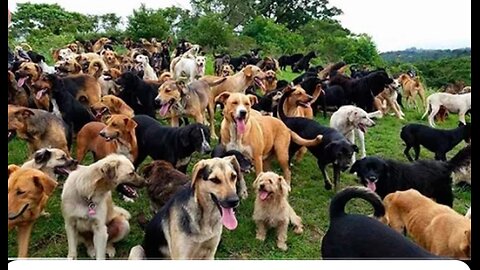 Territorio de Zaguates "Land of The Strays " Dog Rescue Ranch sanctuary in Costa Rica