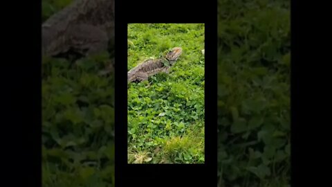 Camouflage Beardie - Playtime outside for "Ogah Boodah" - Bearded Dragon loves to play in grass